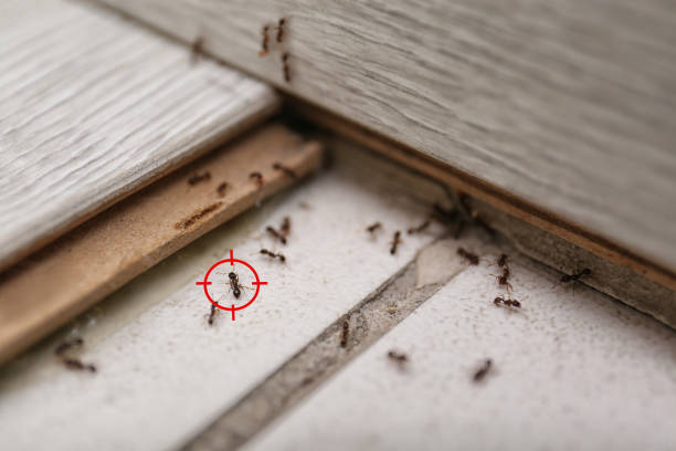 Best Pest Inspection Near Me  in Leonardo, NJ